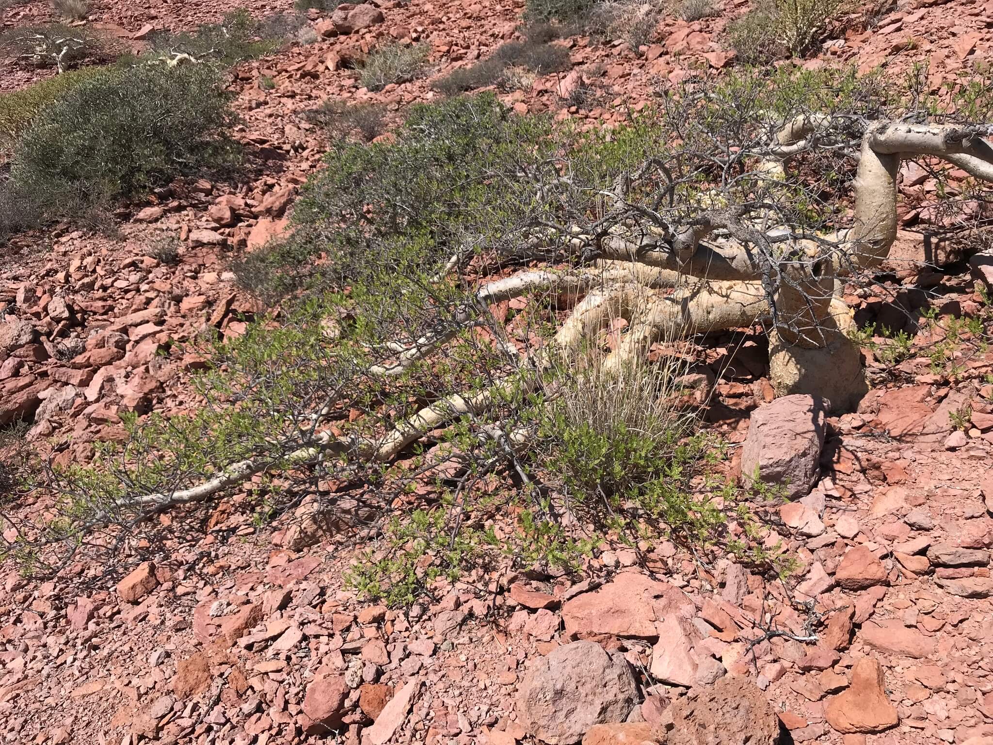 Bursera microphylla